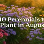 10 Perennials to Plant in August for Late Summer & Fall Color