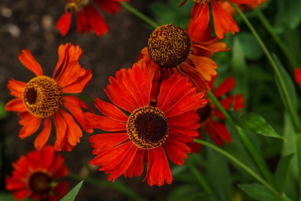 Close-up of vibrant red Helenium flowers blooming against green leaves, capturing nature's beauty.