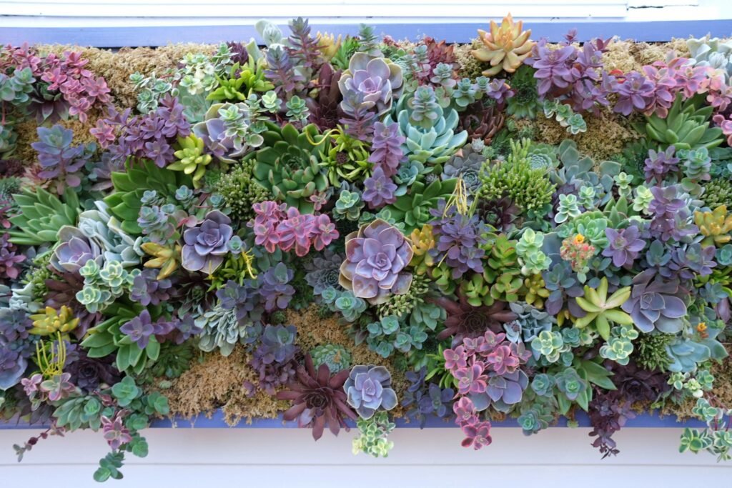 A colorful wall of succulents showcasing diverse species and hues, photographed in Nantucket.