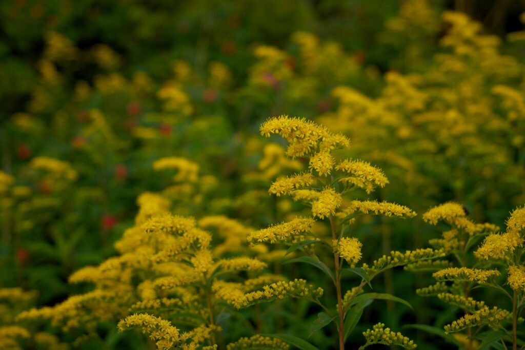Close-up of vibrant yellow goldenrod flowers blooming in a lush green garden.