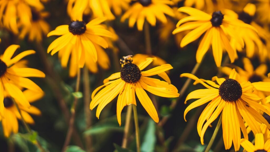 Bright yellow Black-Eyed Susans with a bee, capturing summer's vibrant essence.