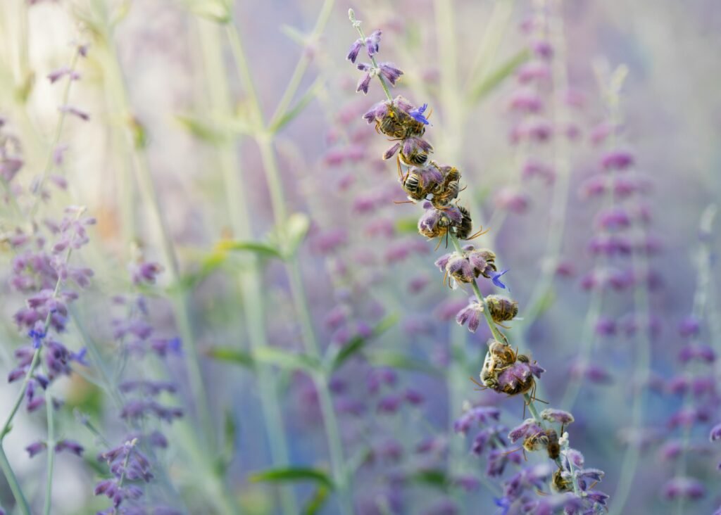 More Sleeping Bees