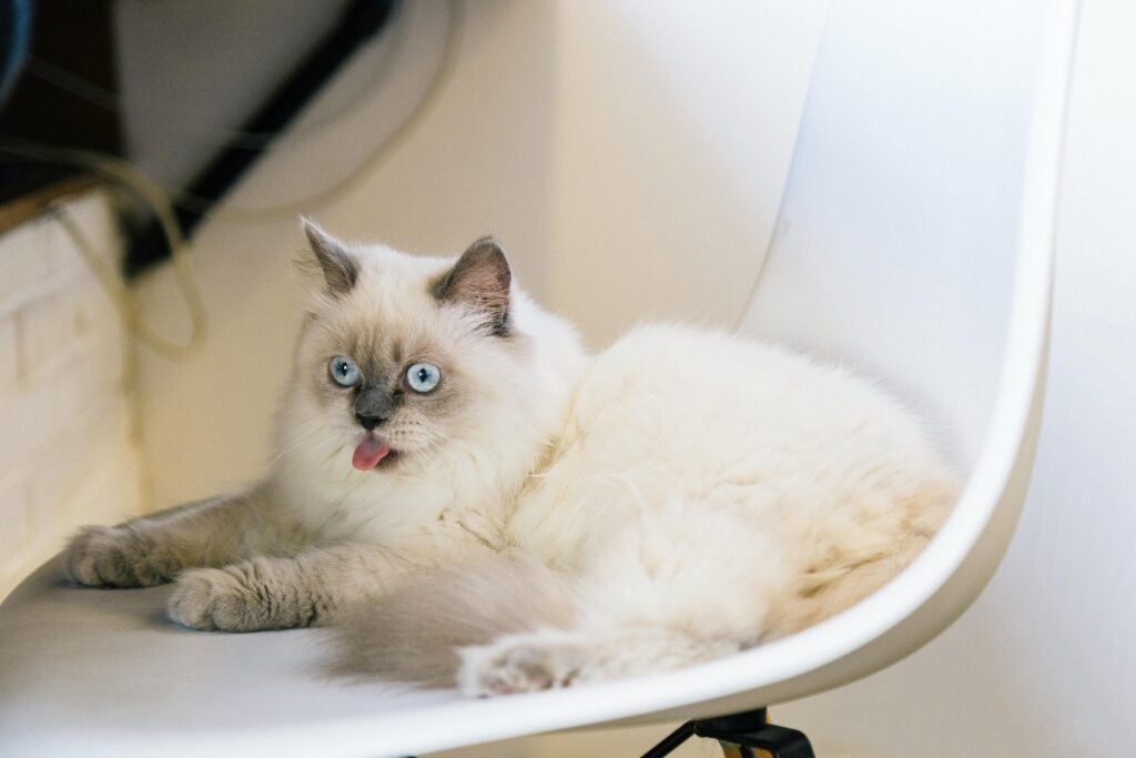 pexels-photo-384555-384555 Adorable Ragdoll cat with blue eyes and fluffy fur, sticking out its tongue while lounging on a modern chair.