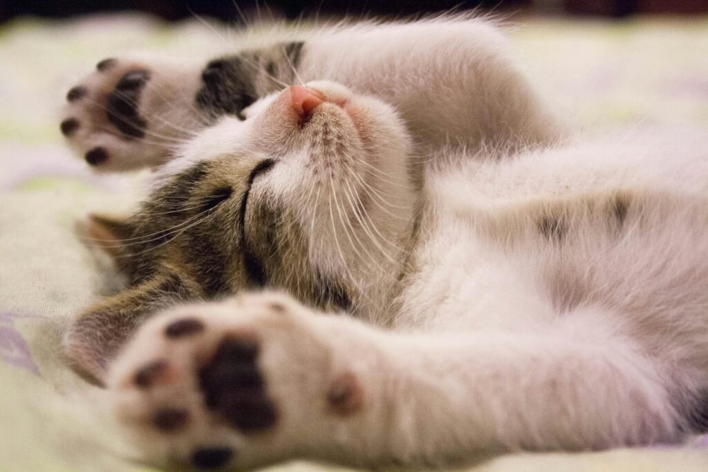 pexels-photo-416160-416160 A close-up shot of a cute kitten sleeping peacefully on a soft surface.