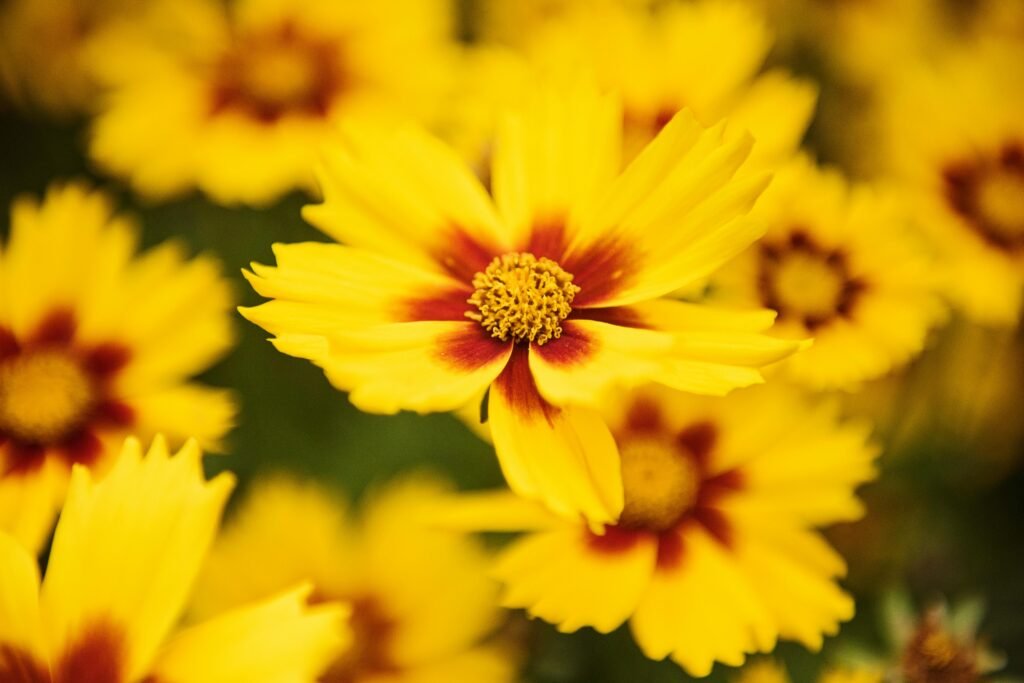 Bright yellow coreopsis flowers with red centers in full bloom, showcasing nature's vibrant beauty.