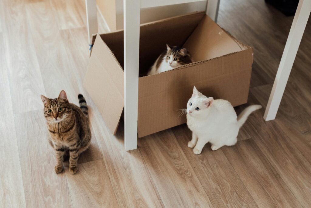 pexels-photo-7725963-7725963 Three adorable cats lounging with a cardboard box indoors.