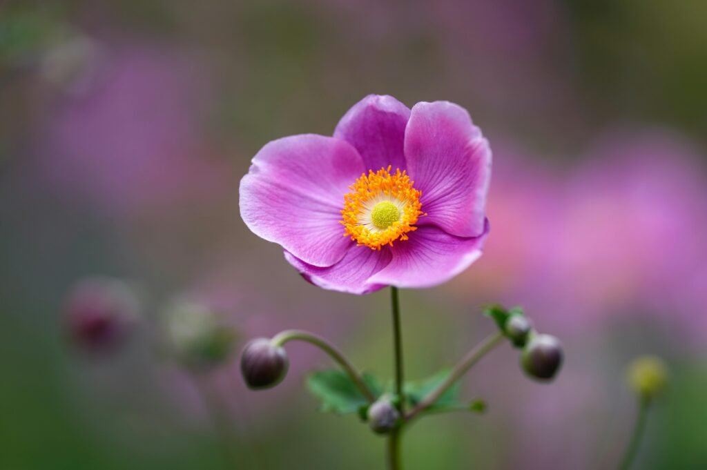 Close-up of a vibrant pink Japanese anemone flower with a blurred background.